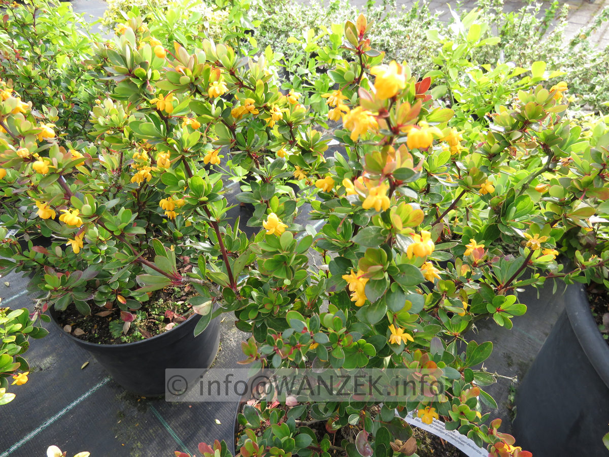 Berberis buxifolia Nana  Blueten 04.JPG